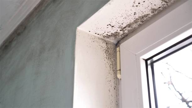 Best Attic Mold Removal  in Frankl, IN