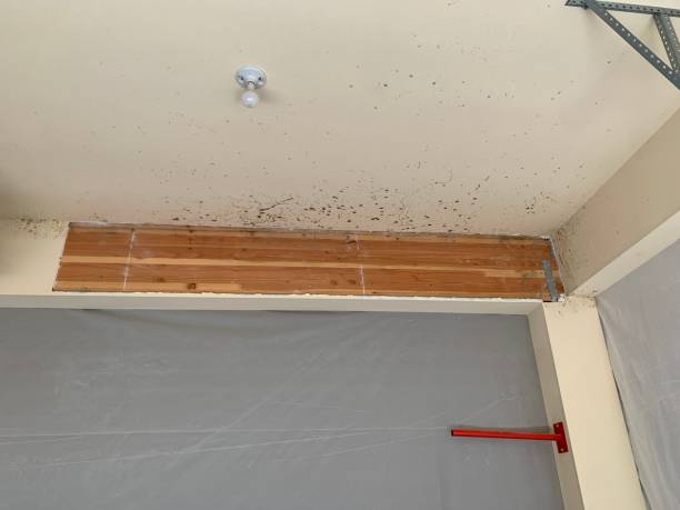 Best Mold Prevention Services  in Frankl, IN