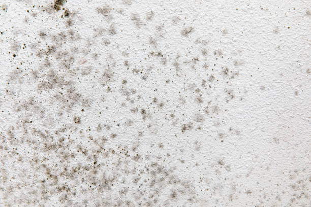 Franklin, IN Mold Removal Company