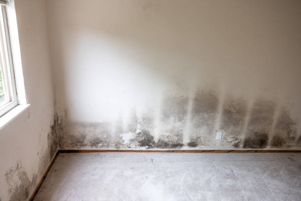 Best Mold Damage Restoration  in Frankl, IN