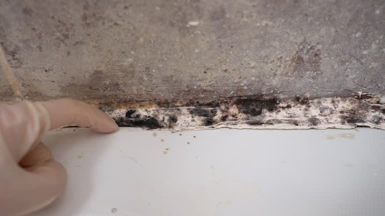 Best Air Quality Testing for Mold Spores  in Frankl, IN