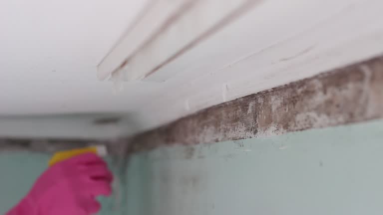 Best Industrial Mold Remediation  in Frankl, IN